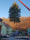Eine Fichte schreibt Geschichte - Der Piependorfer Baum auf dem Weg zum Transportfahrzeug (Fotograf: André Jakob)