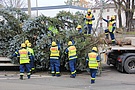 Einbinden eines Weihnachtsbaumes für den schonenden und verkehrsgerechten Transport (Fotograf: André Jakob)