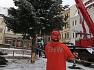 Der Baum wird kontrolliert niedergelegt (Fotograf: THW Pirna)