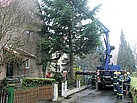 Der abgesägte Baum wird angehoben und verladen (Foto: André Jakob)