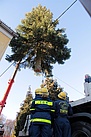 Ablegen des abgesägten Baumes für den Transport durch Pirna (Fotograf: THW Pirna)