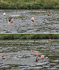 Unsere Pirnaer Mitschwimmer mitten in der Elbe (Foto: Susan Schmidt)