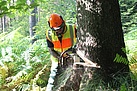 THW-Personal fällt einen geschädigten Baum (Fotograf: Susan Schmidt)