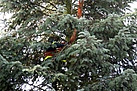 Befestigen des Baumes mit einer Endlosschlinge am Kran (Fotograf: André Jakob)