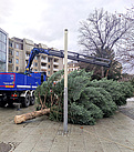 Sachte wurde der ehemalige Weihnachtsbaum auf dem Platz abgelegt (Foto: THW Pirna)