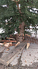 Holzkeile und Bohlen wurden unbekannterweise entfernt, daher hatte der Baum keinen sicheren Halt mehr (Foto: M. Kammann)