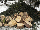 Die Reste des Pirnaer Weihnachtsbaumes in der Hofewiese (Fotograf: THW Pirna)