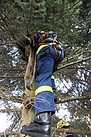 Helfer Philipp erklimmt den Baum, um im oberen Drittel die Rundschlinge für den Kranhaken am Stamm zu befestigen  (Foto: Susan Schmidt)