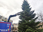 Der Baum wurde an einer Rundschlinge am Kran festgemacht (Foto: THW Pirna)