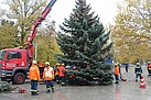 Der (ungeschmückte) Weihnachtsbaum des Dresdner Ausgustusmarktes (Fotografin: Susan Schmidt)