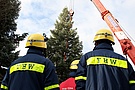 Der Pirnaer Weihnachtsbaum stammt in diesem Jahr aus Dohna (Fotograf: André Jakob)