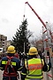 Einsatzkräfte des THW Pirna beobachten das Aufstellen des Baumes für den Dresdner Augustusmarkt (Fotograf: THW Pirna)